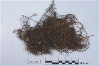 藏品(櫻井剪葉蘚)的圖片